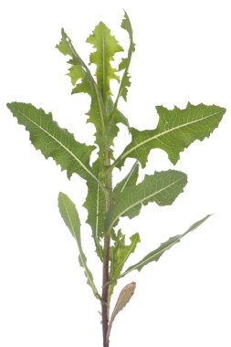 yırtık lactuca serriola