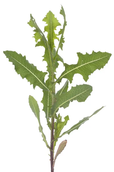 Lactuca serriola gescheurd — Stockfoto