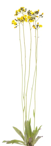 Hieracium caspitosum — Stock Photo, Image