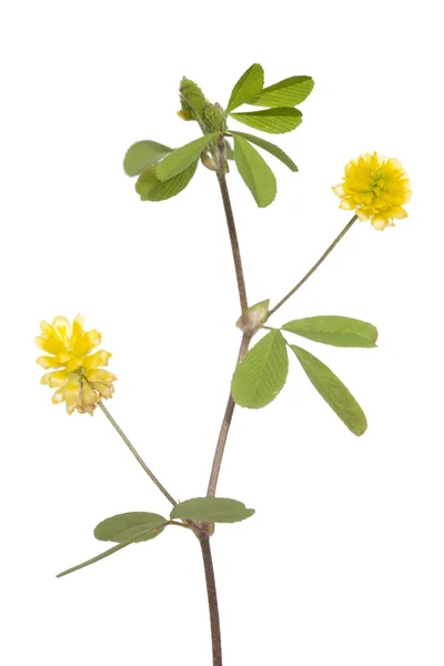 Yellow clover — Stock Photo, Image