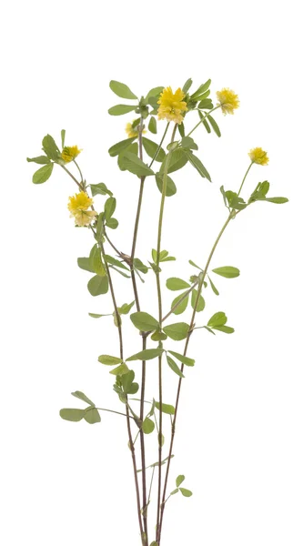 Yellow clover — Stock Photo, Image