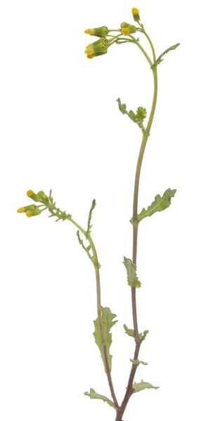 Senecio vulgaris — Fotografia de Stock