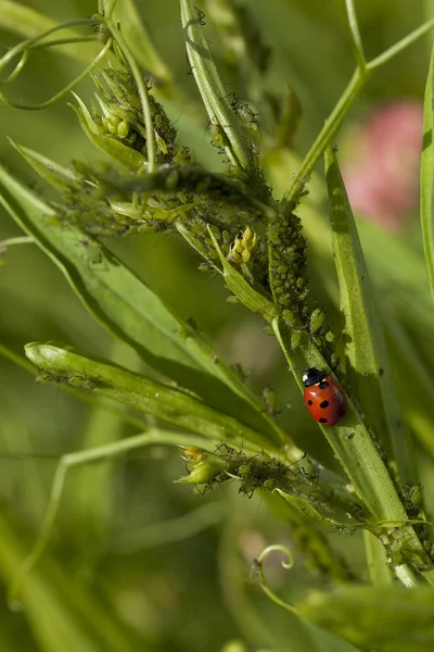 Nyckelpiga och aphis — Stockfoto