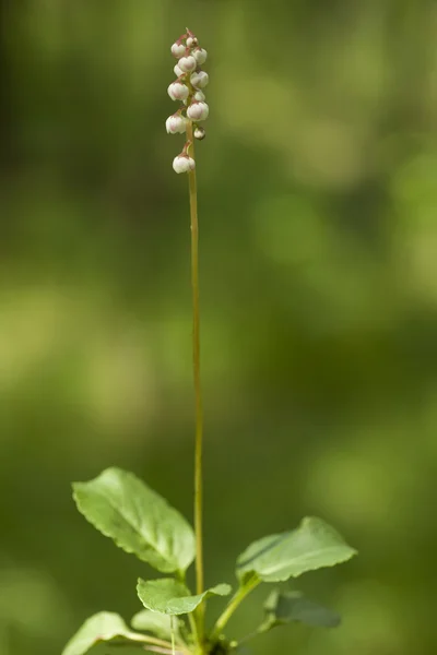 Pyrola rotundifolia — Stockfoto