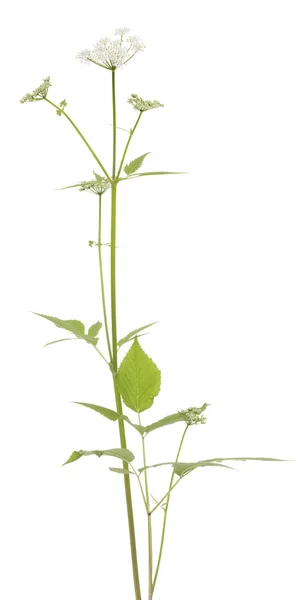 Aegopodium podagraria — Fotografie, imagine de stoc