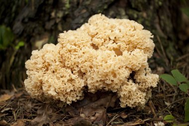 Sparassis crispa