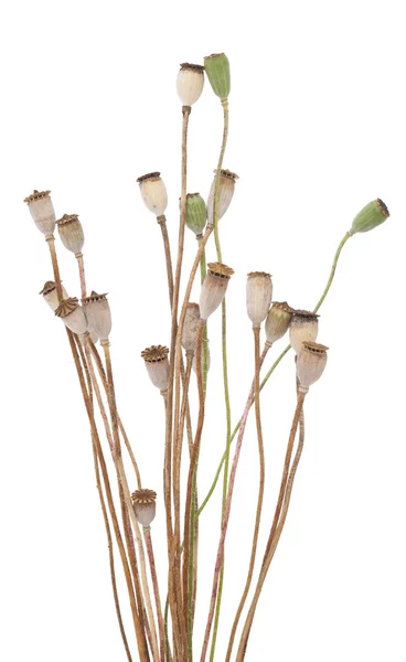 罂粟-头 — 图库照片
