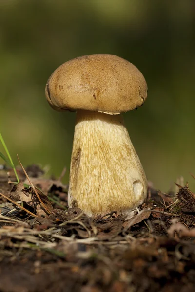 Boletus — Stockfoto