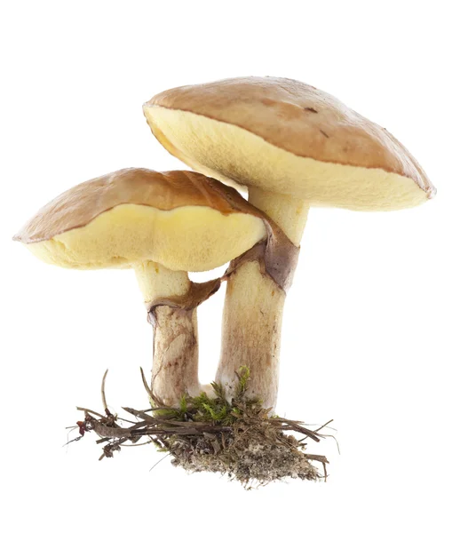 Mushrooms — Stock Photo, Image