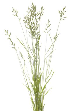 Püsküllü hordaceus