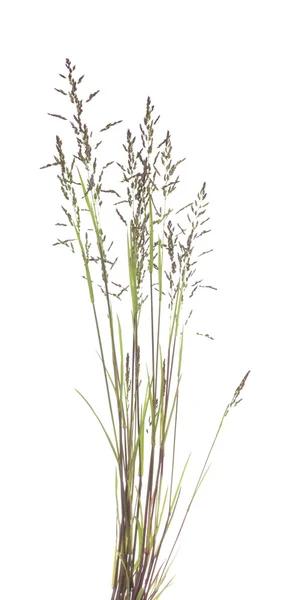 Festuca rubra — Stockfoto