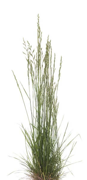 Festuca ovina — Foto Stock