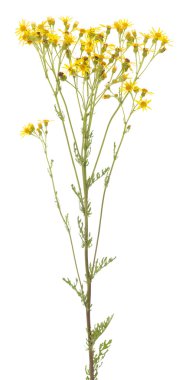 Senecio Jacobaea