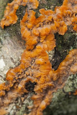 phlebia ışınsal simetrili canlılar