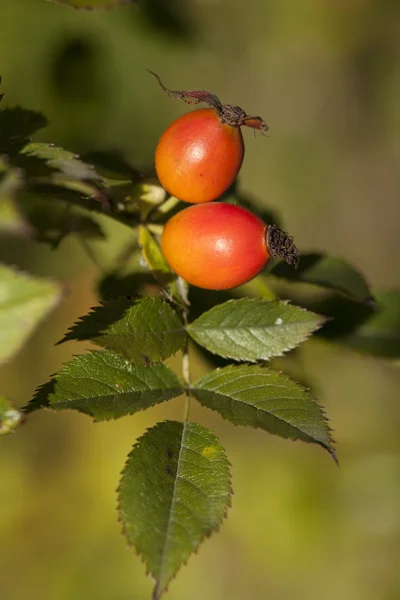 Fruchtrose — Stockfoto