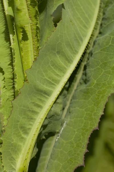 Lactuca serriola rozdarty — Zdjęcie stockowe