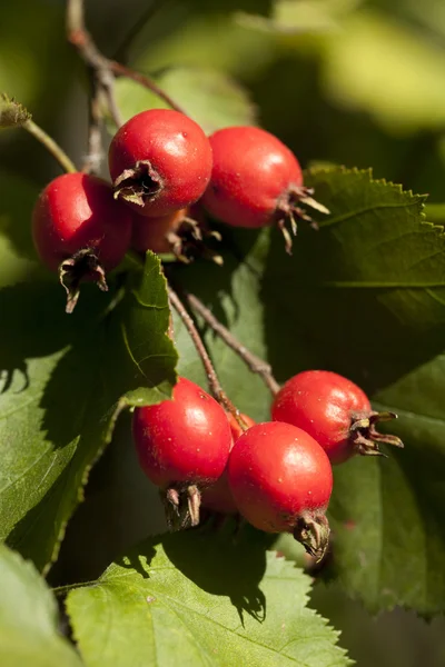 Biancospino — Foto Stock