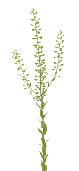 Thlaspi perfoliatum — Foto de Stock