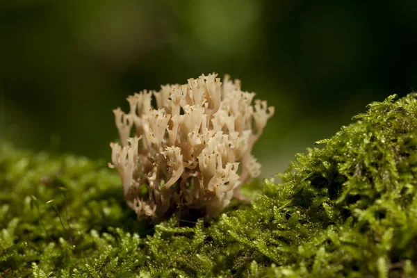 Ramaria stricta — Fotografia de Stock