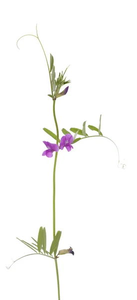 Lathyrus hirsutus — Stock Photo, Image