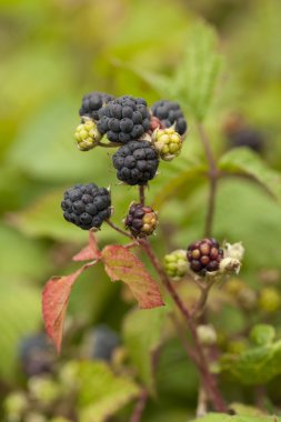BlackBerry bush