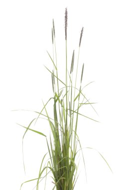 Alopecurus pratensis
