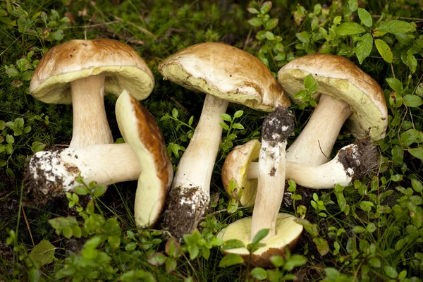 Mushrooms — Stock Photo, Image