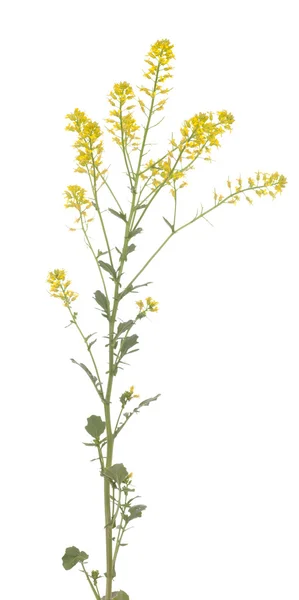 Barbarea vulgaris — 스톡 사진