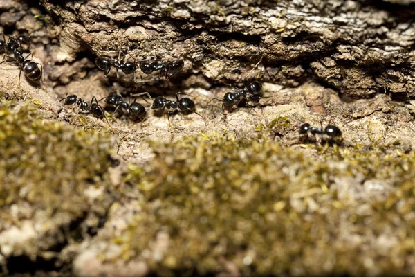 Zwarte ant — Stockfoto