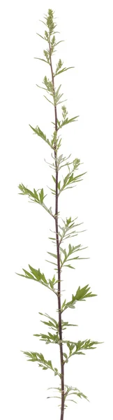 Artemisia vulgaris — Stock Photo, Image