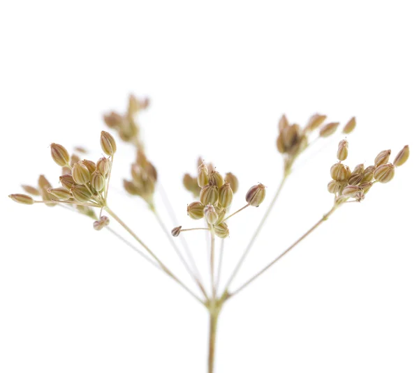Растительный тмин — стоковое фото