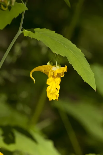 Impatiens noli-tangere — Fotografia de Stock