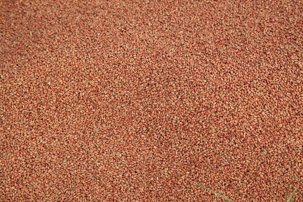 Trigo seco — Foto de Stock
