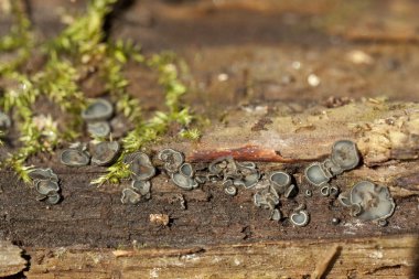 Humaria hemisphaerica