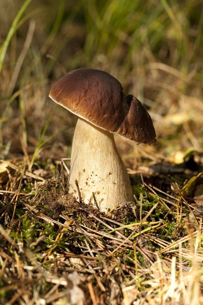 Boletus — Stock Photo, Image