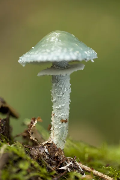 Stropharia aeruginosa — Stock Photo, Image