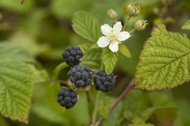 Blackberry