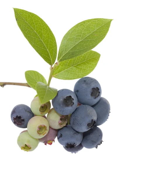 Blueberry — Stock Photo, Image