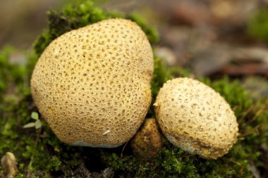 Skleroderma citrinum