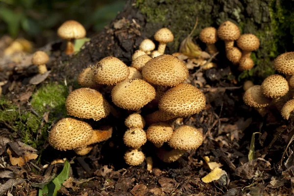 Armillaria mellea — Stock Photo, Image