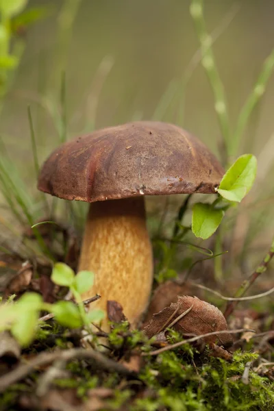 Boletus — Stockfoto