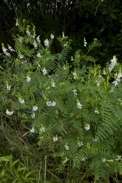 Alcaçuz de flor — Fotografia de Stock