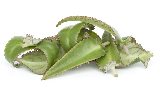 kalanşoy daigremontiana