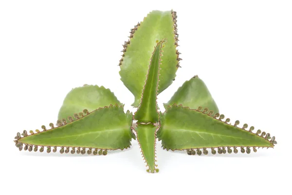 Kalanchoe daigremontiana — Zdjęcie stockowe