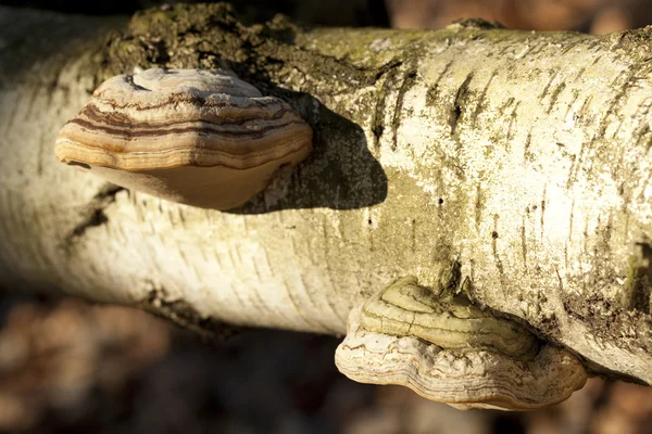 Fomes fomentarius — Fotografia de Stock