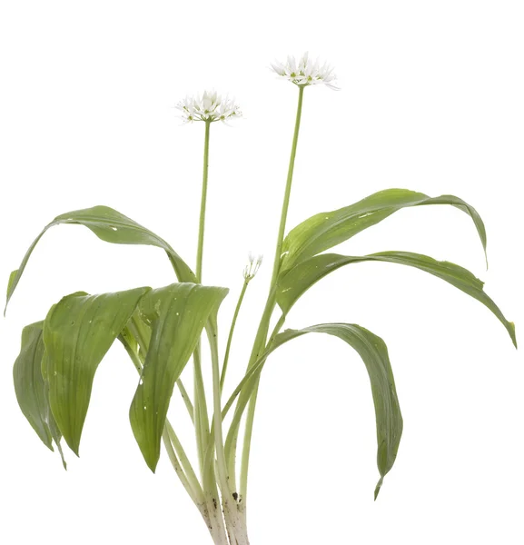 Flower of garlic — Stock Photo, Image