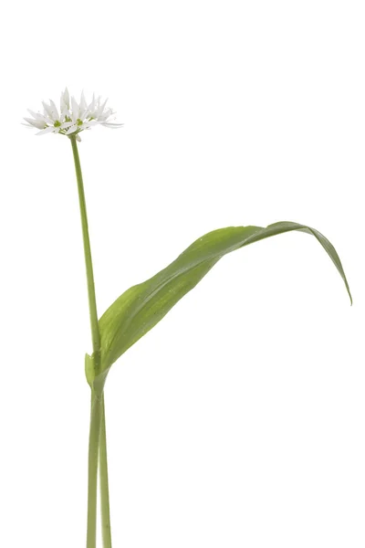 Flower of garlic — Stock Photo, Image