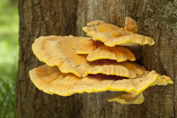 Laetiporus sulphureus — Stock Photo, Image