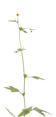Geum urbanum