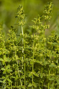 Cruciata glabra